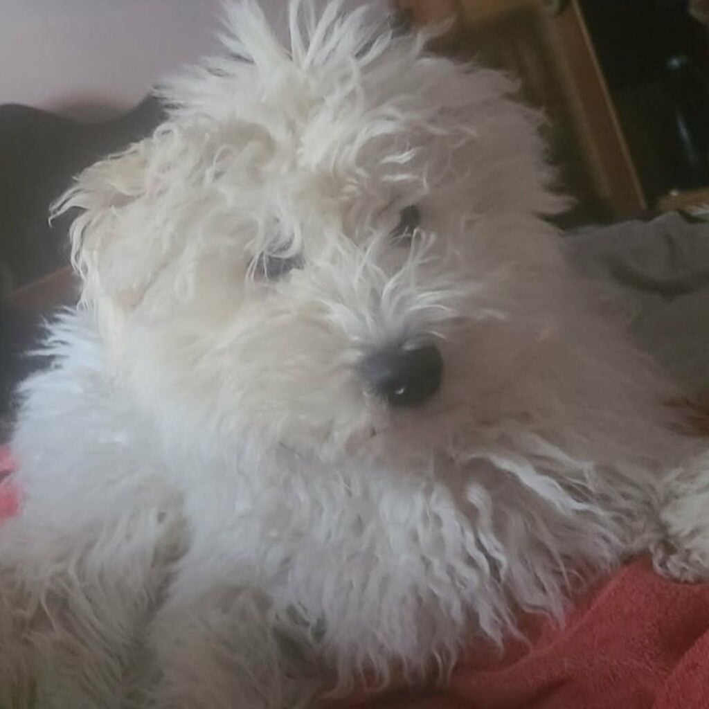 Kép #1 a Melinda képből