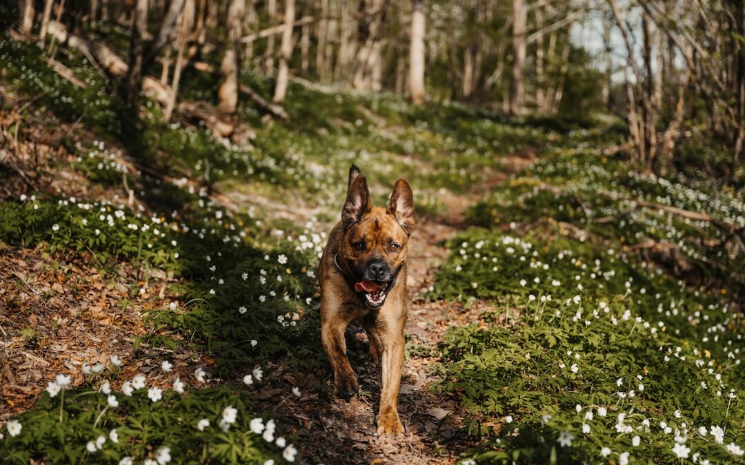 Kutya tavasz: rovarvédelem!