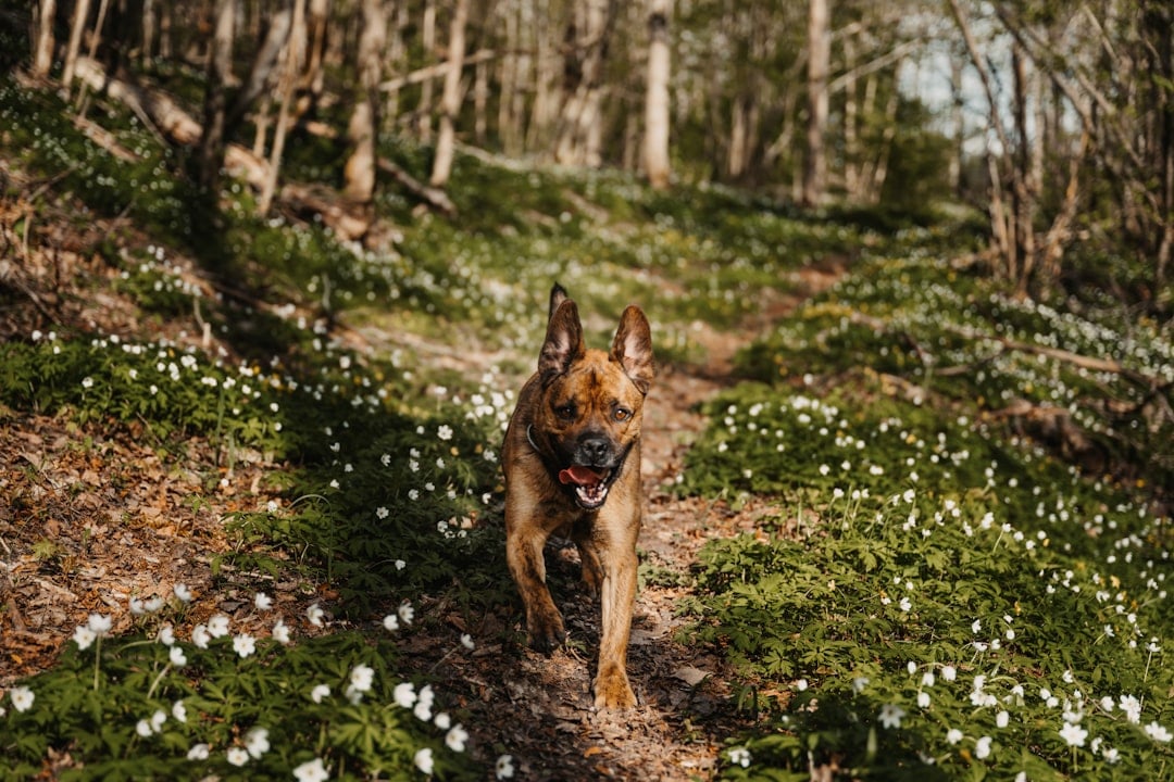 Kutya tavasz: rovarvédelem!