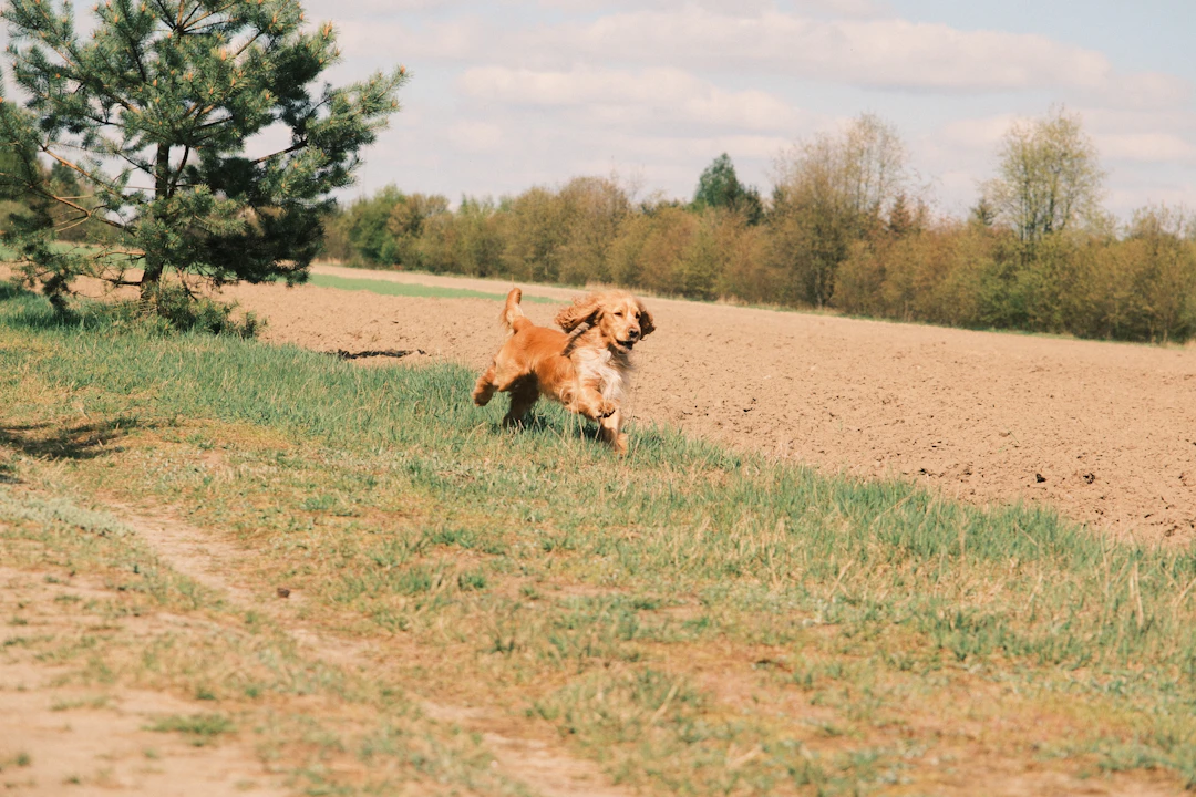 Tavaszi kutya betegségek: Top 10 – Megelőzési útmutató gazdiknak