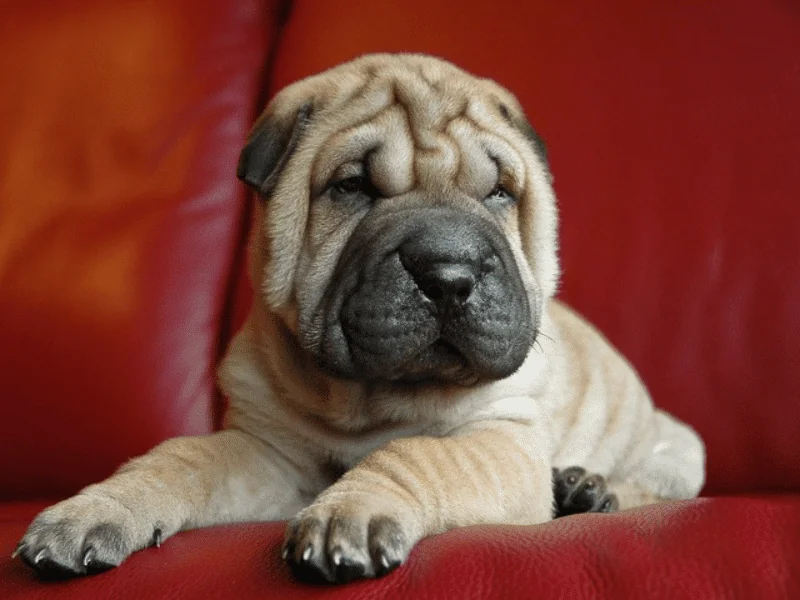 bulldog kutya