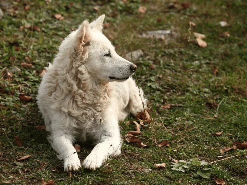 bulldog kutya