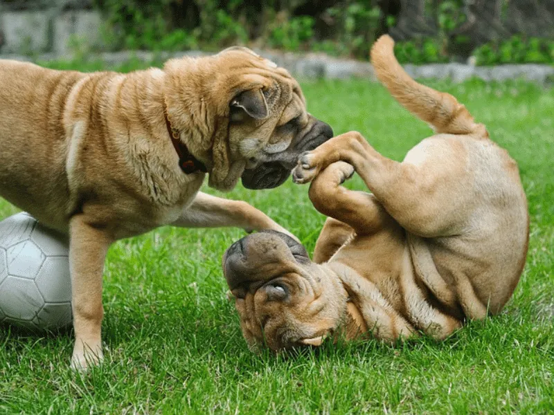 bulldog kutya