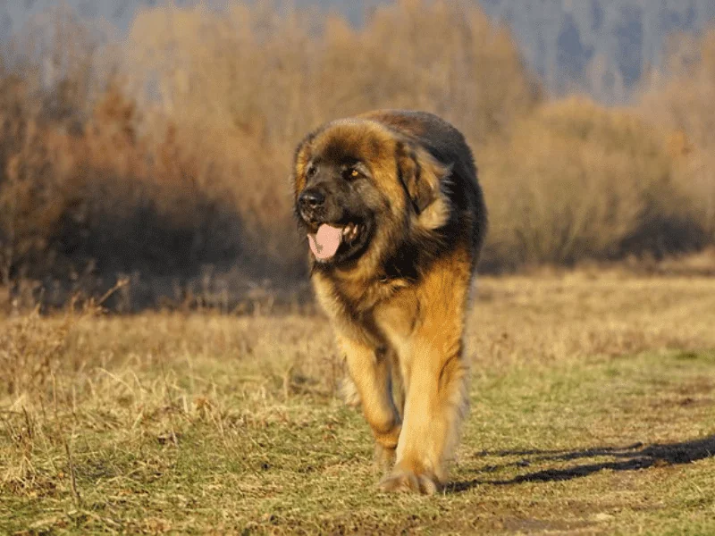 bulldog kutya