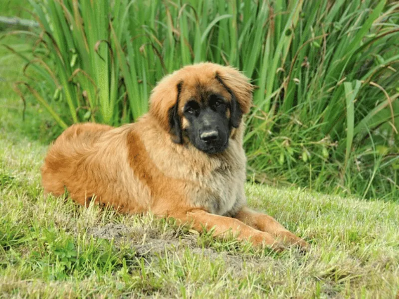 bulldog kutya