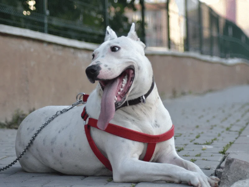 bulldog kutya