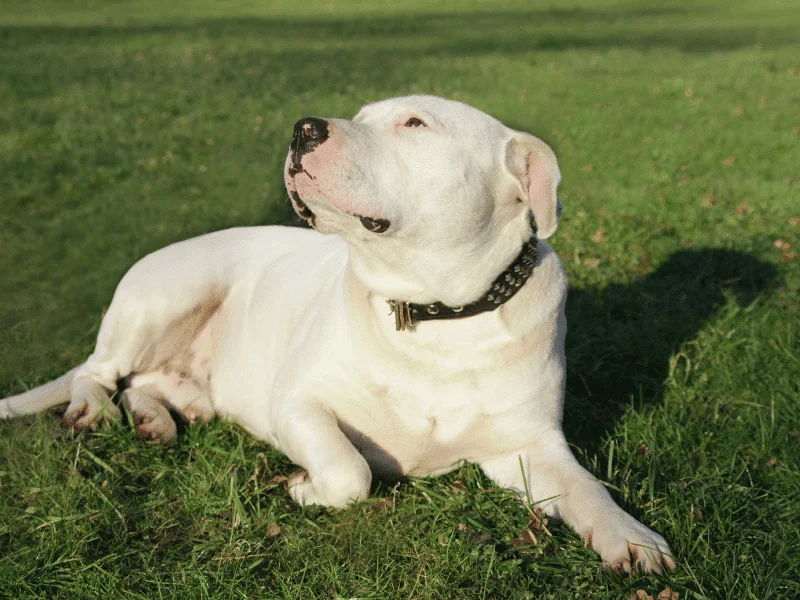 bulldog kutya