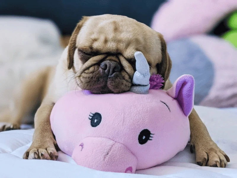 bulldog kutya