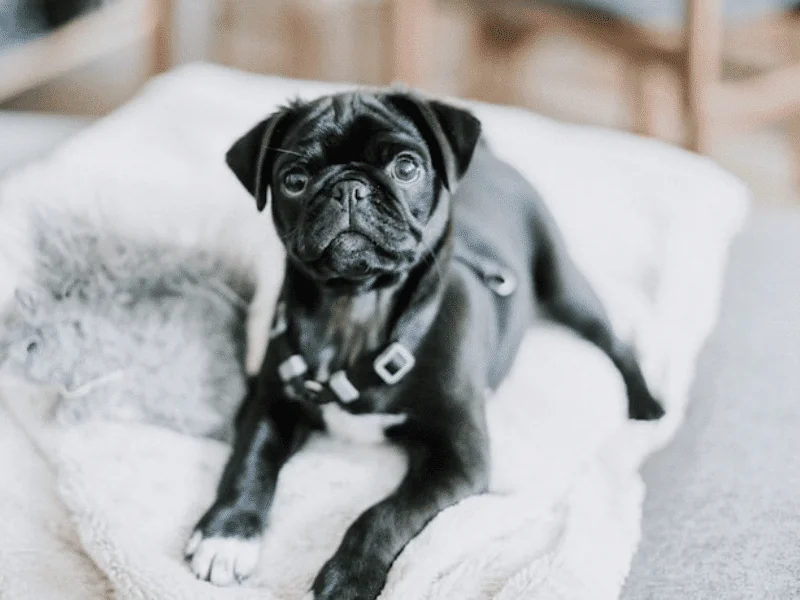 bulldog kutya