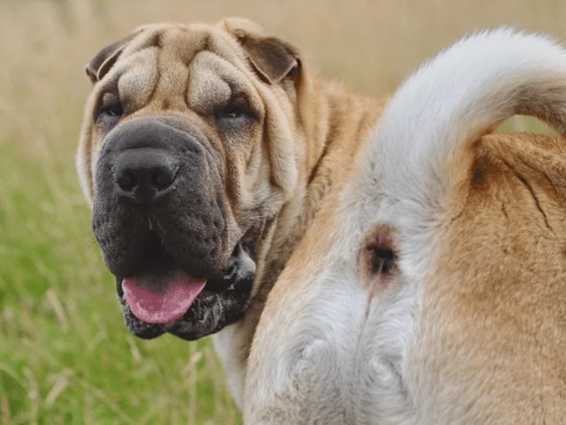 bulldog kutya