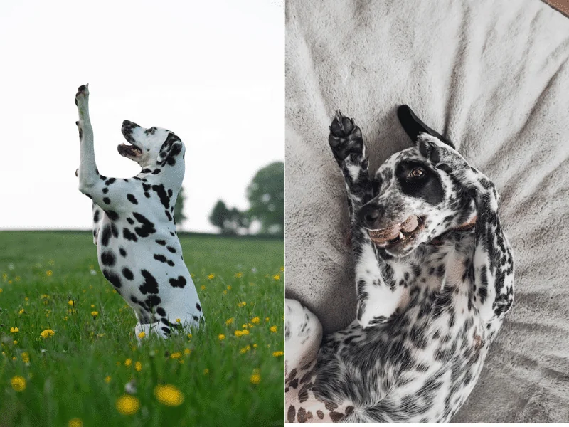 bulldog kutya
