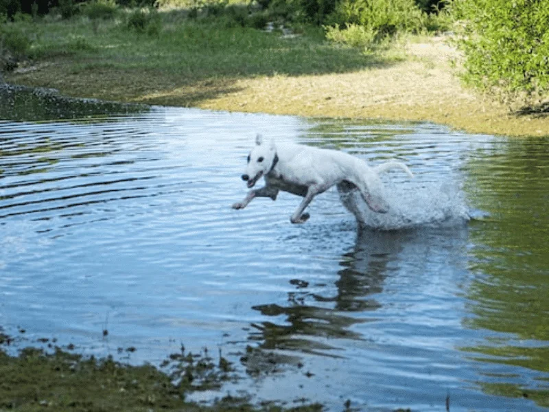 bulldog kutya