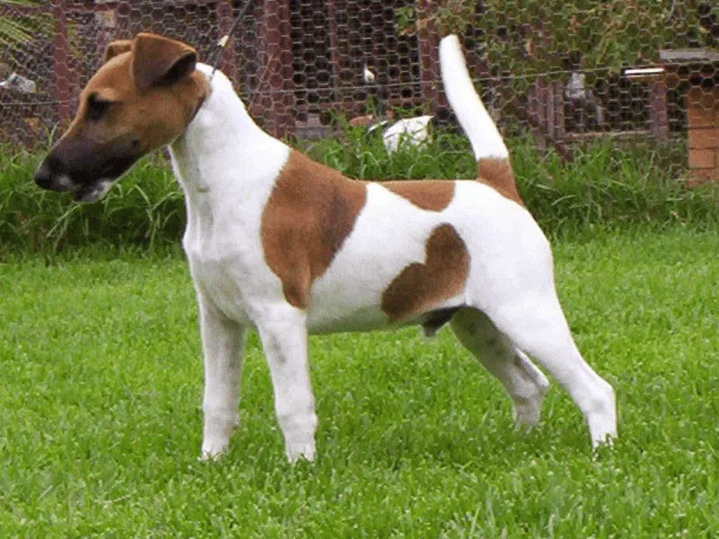 bulldog kutya