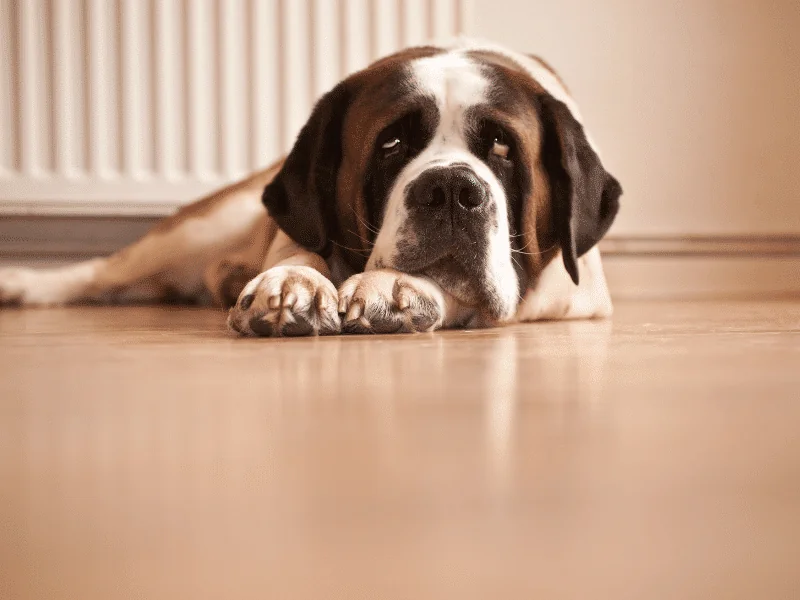 bulldog kutya