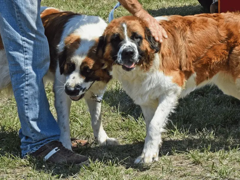 bulldog kutya