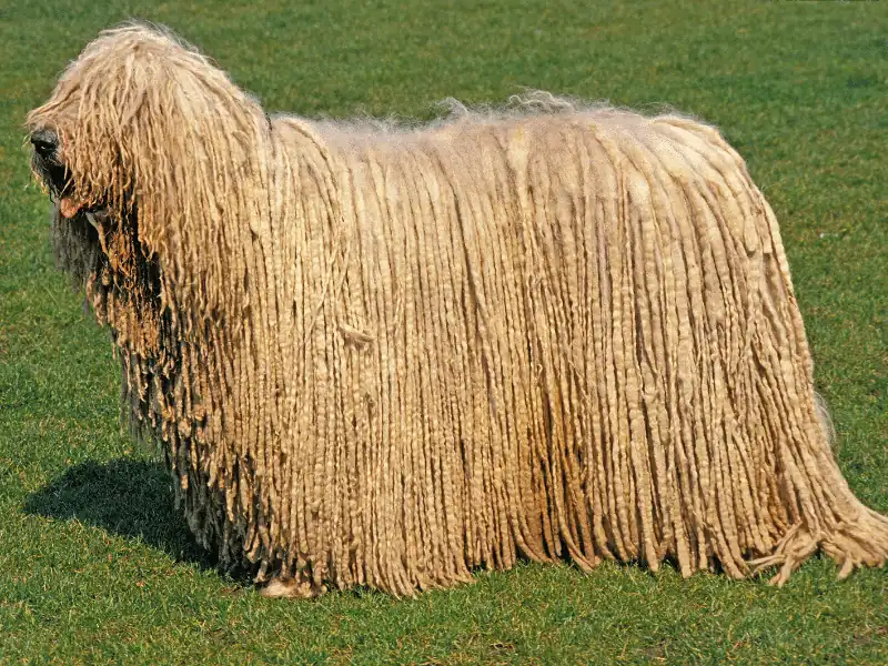 bulldog kutya