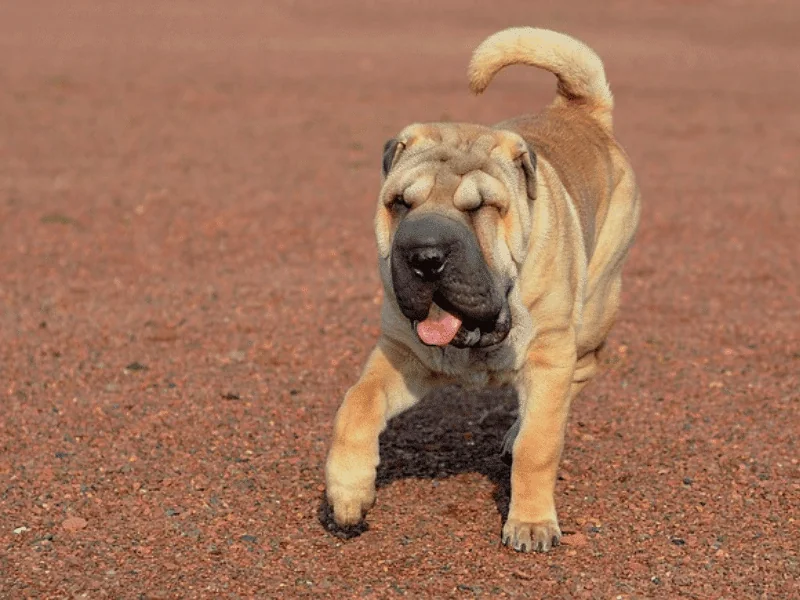 bulldog kutya