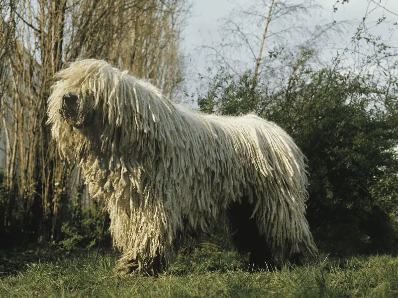 bulldog kutya