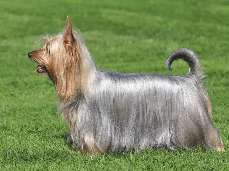 bulldog kutya