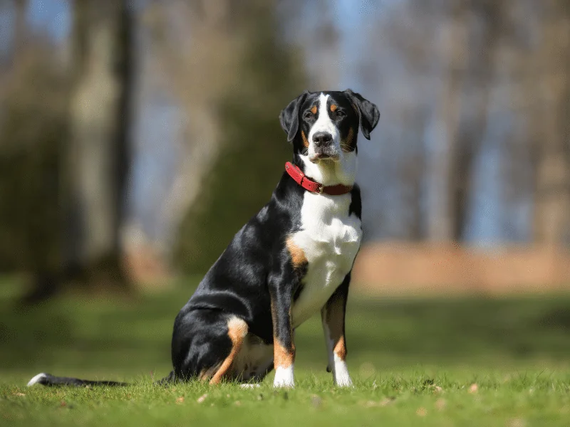 bulldog kutya