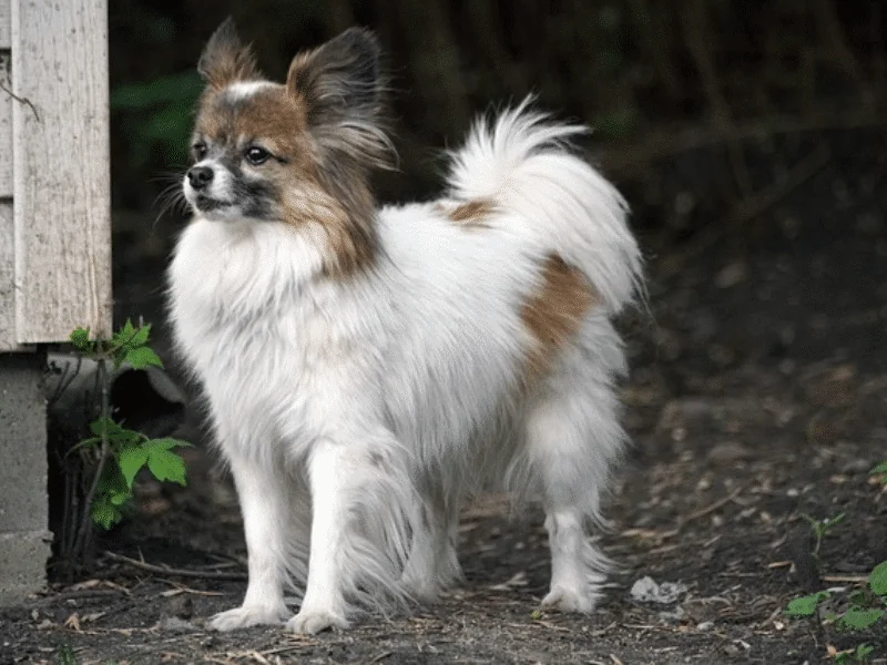 bulldog kutya