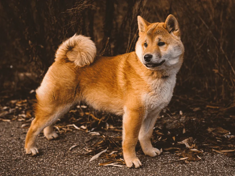 bulldog kutya