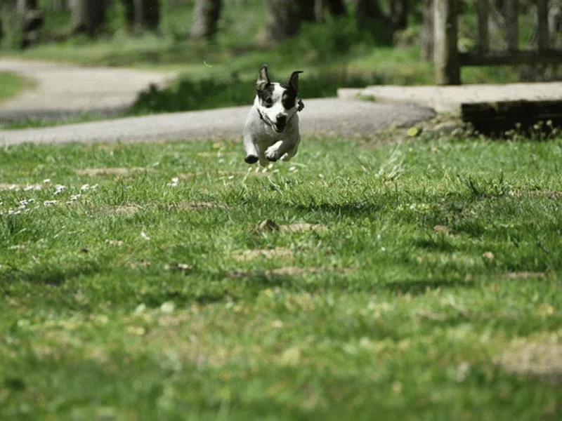bulldog kutya