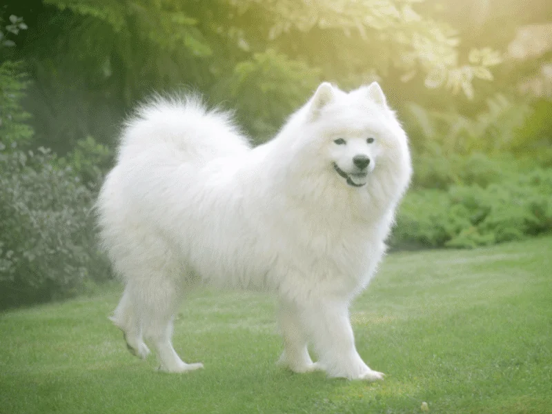 bulldog kutya