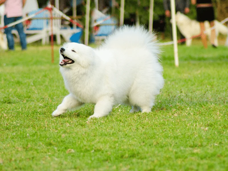 bulldog kutya