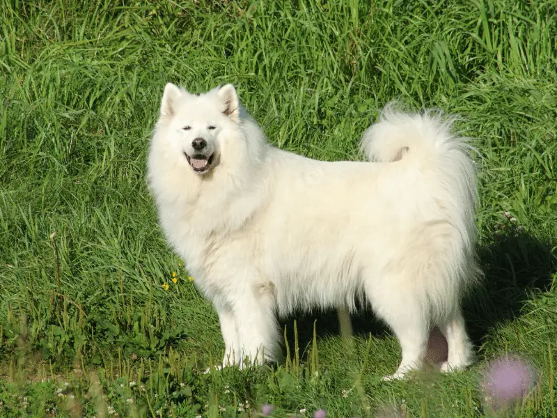 bulldog kutya