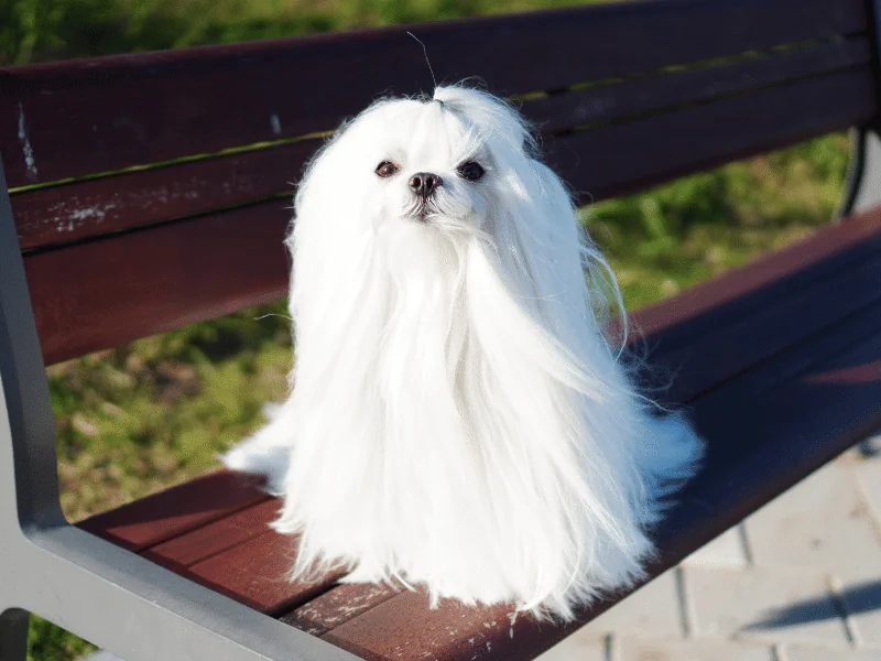 bulldog kutya
