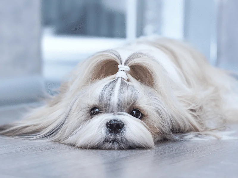 bulldog kutya