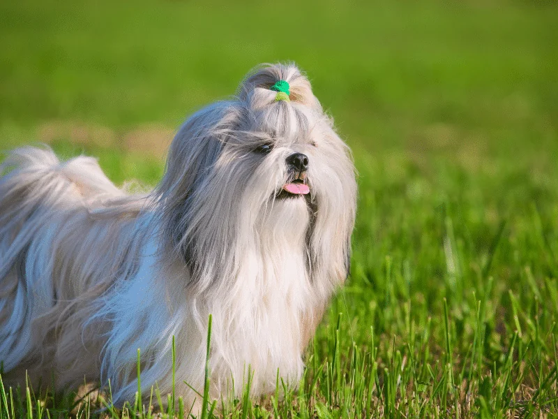 bulldog kutya