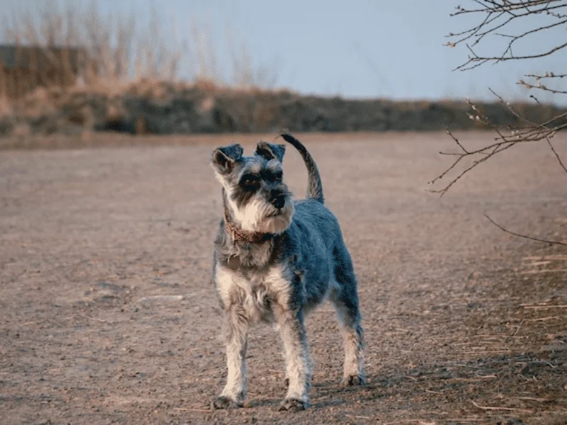 bulldog kutya