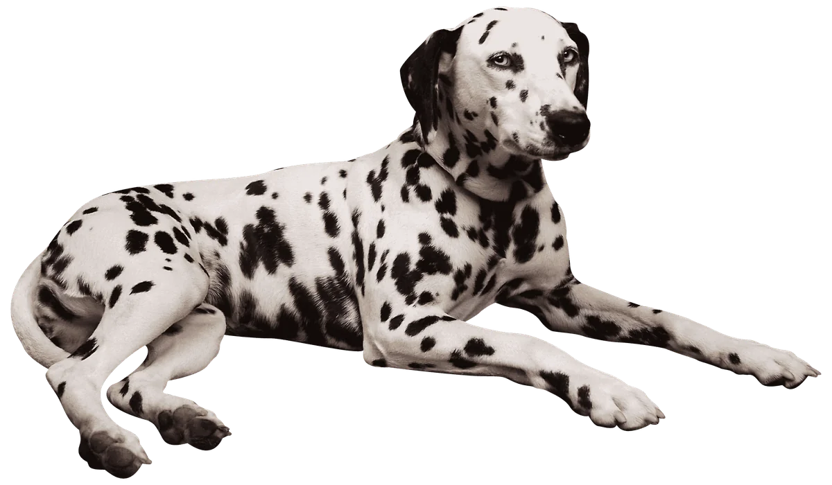 Dalmatian PNG Clipart 62 opt