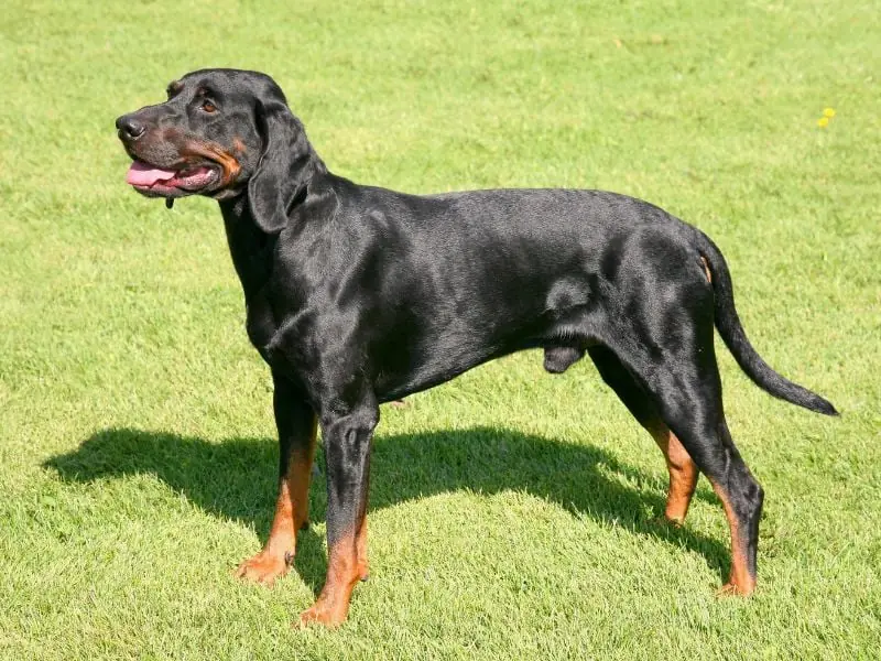 bulldog kutya