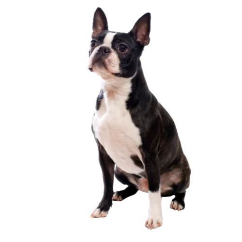 Transparent boston terrier opt