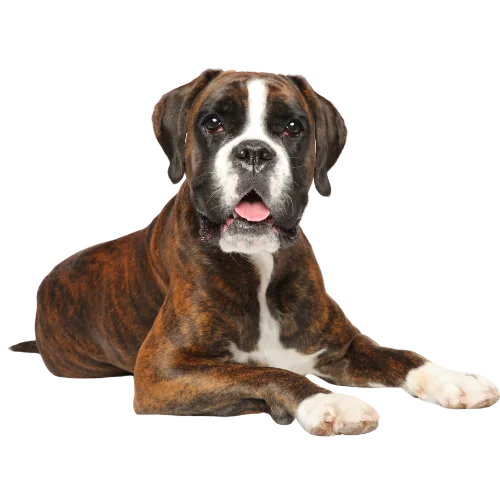 Transparent boxer opt