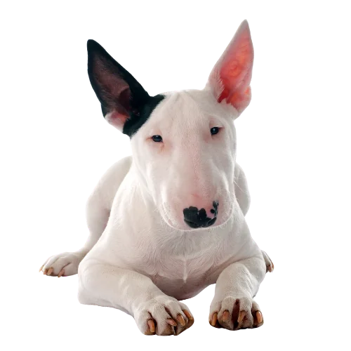 Transparent bullterrier opt