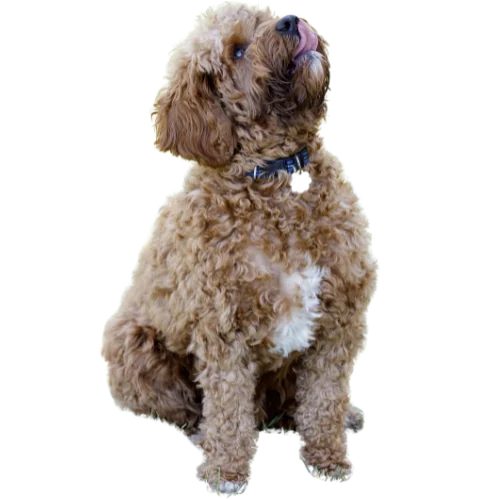 Transparent cavapoo opt