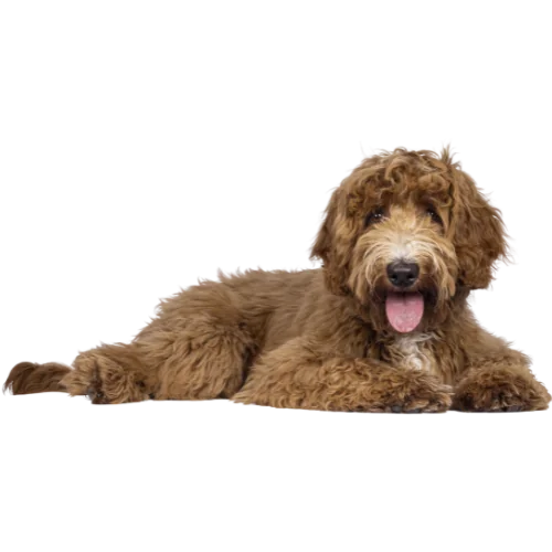 Transparent labradoodle opt
