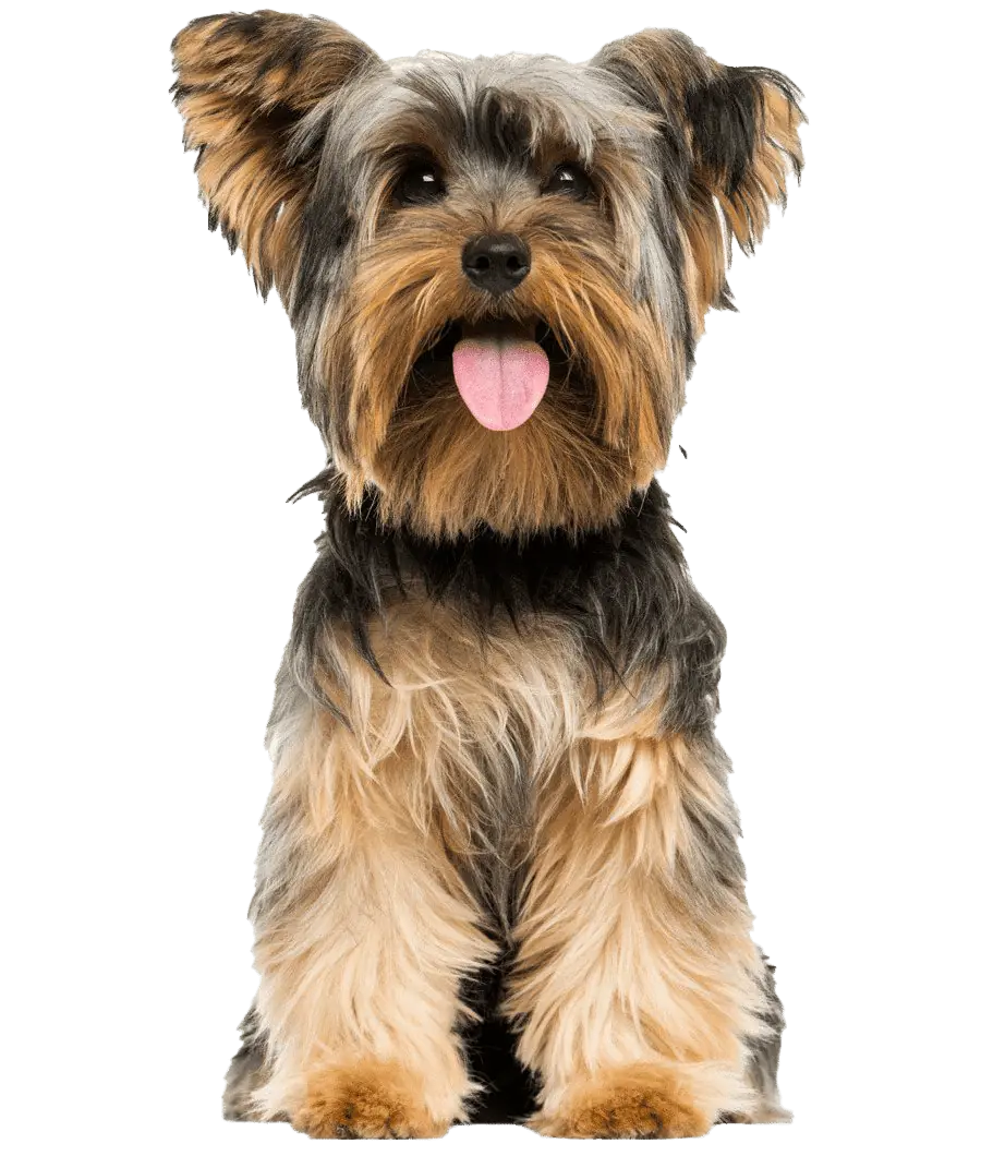 Yorkshire Terrier PNG Pic opt