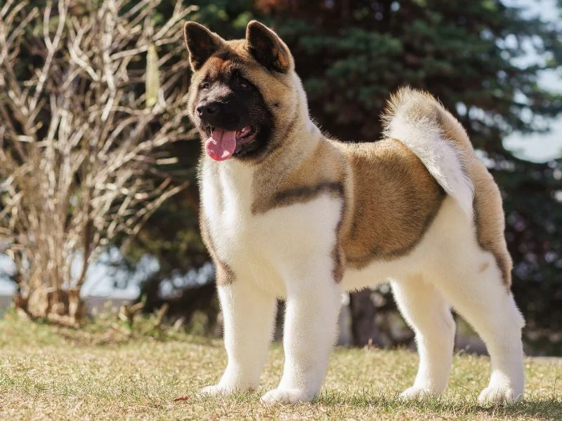 bulldog kutya