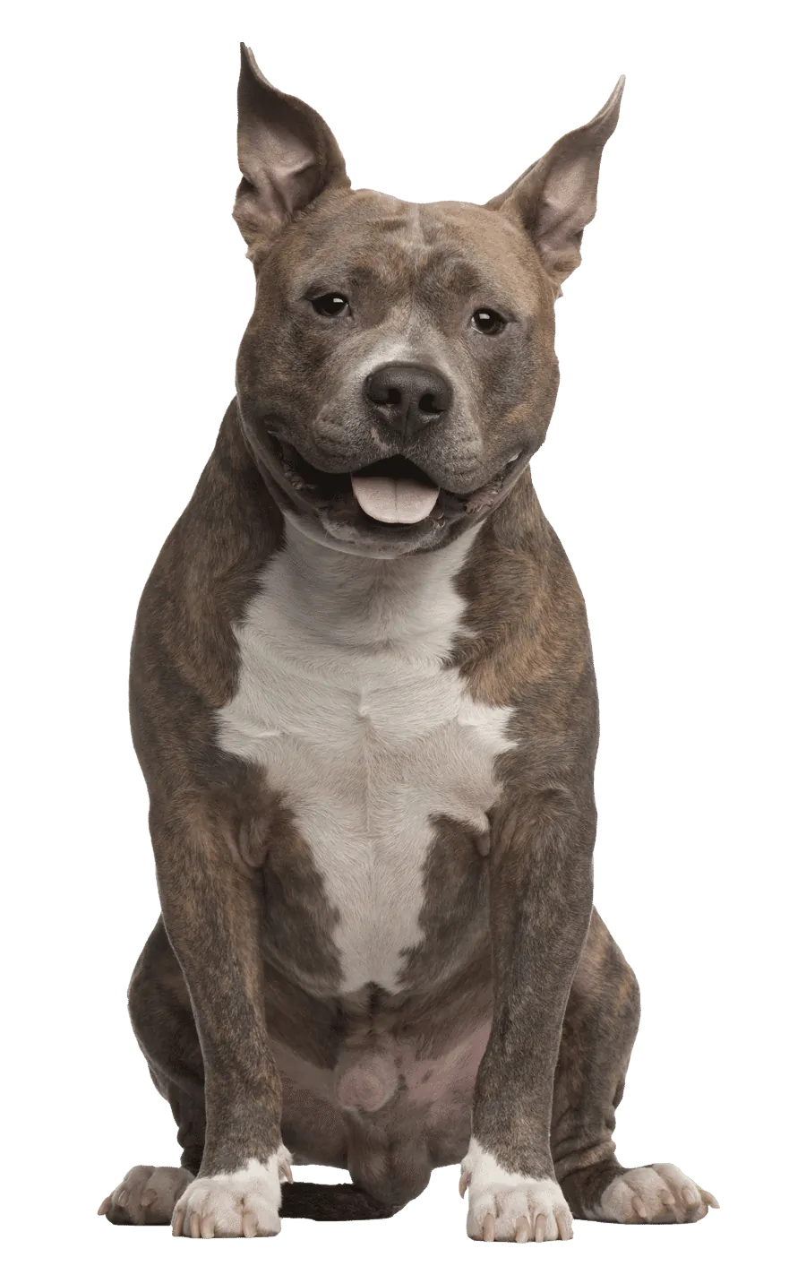 american staffordshire terrier pricing opt