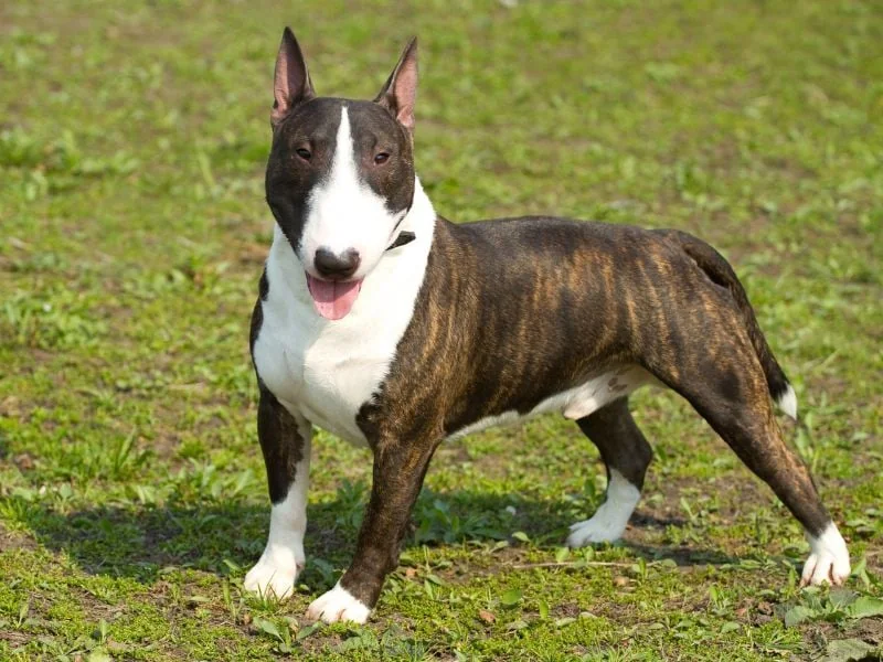 bulldog kutya