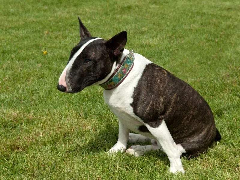 bulldog kutya