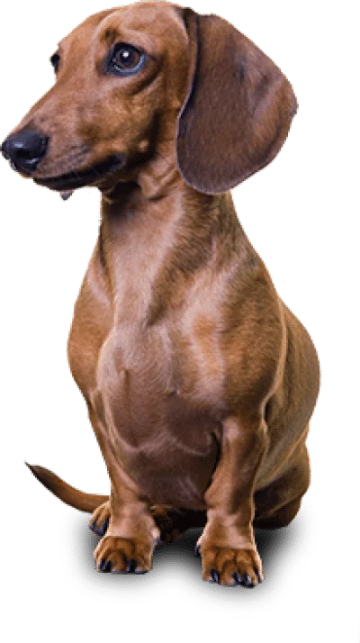 dachshund PNG15 opt