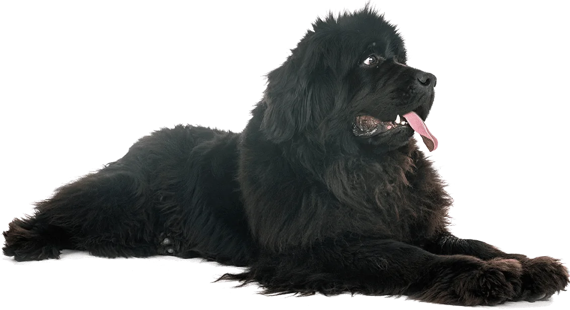 newfoundland opt