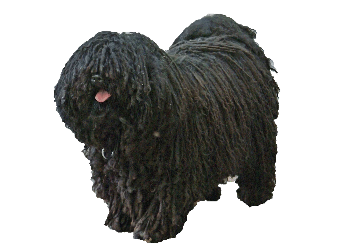 puli opt