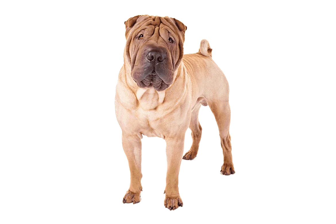 sharpei opt